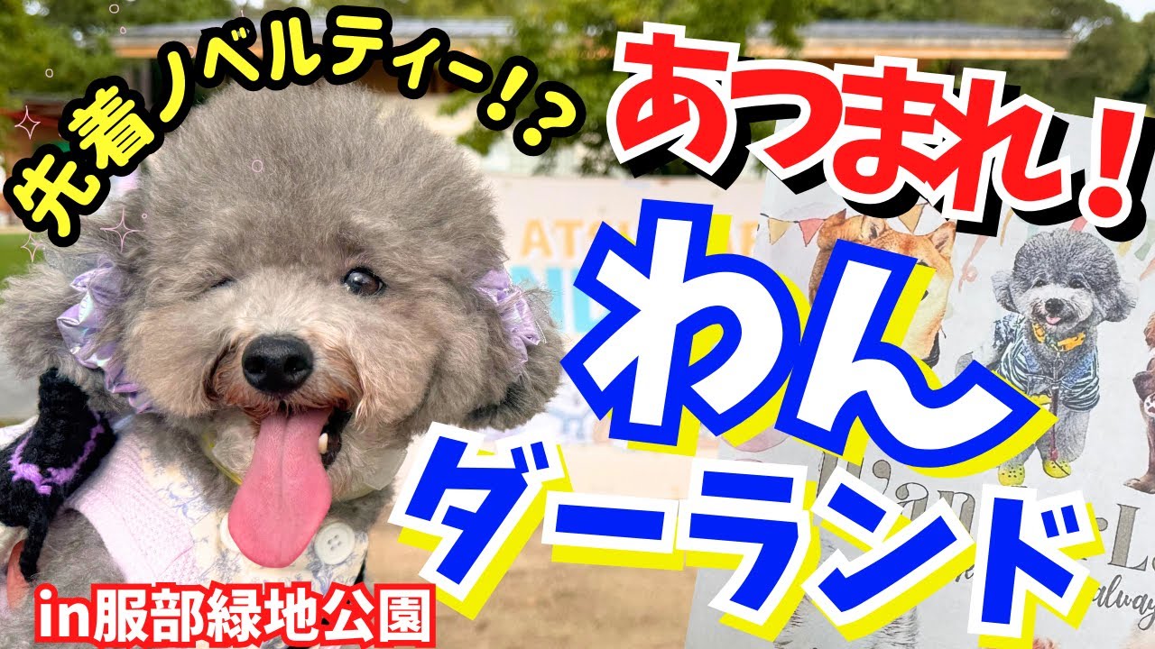 愛犬がパッケージモデル？凄すぎる犬イベントに行ってみた結果Ｗトイプードルオフ会も開催🐩【あつまれ！わんダーランド】服部緑地公園