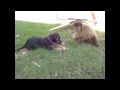 Here's Video of a Monkey and a Dog Sharing a Lollipop 