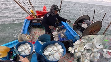 Quá Nhiều Ghẹ, Cá Bàn Sa Dính Lưới