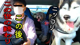 洗車機で絶望この世の終わりを察したハスキー犬と保護犬トイプードルがこちら