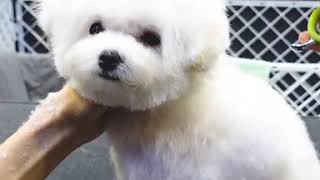 Cute Dog Grooming
