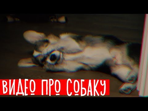 ВИДЕО ПРО СОБАКУ - Смотреть видео с Ютуба без ограничений