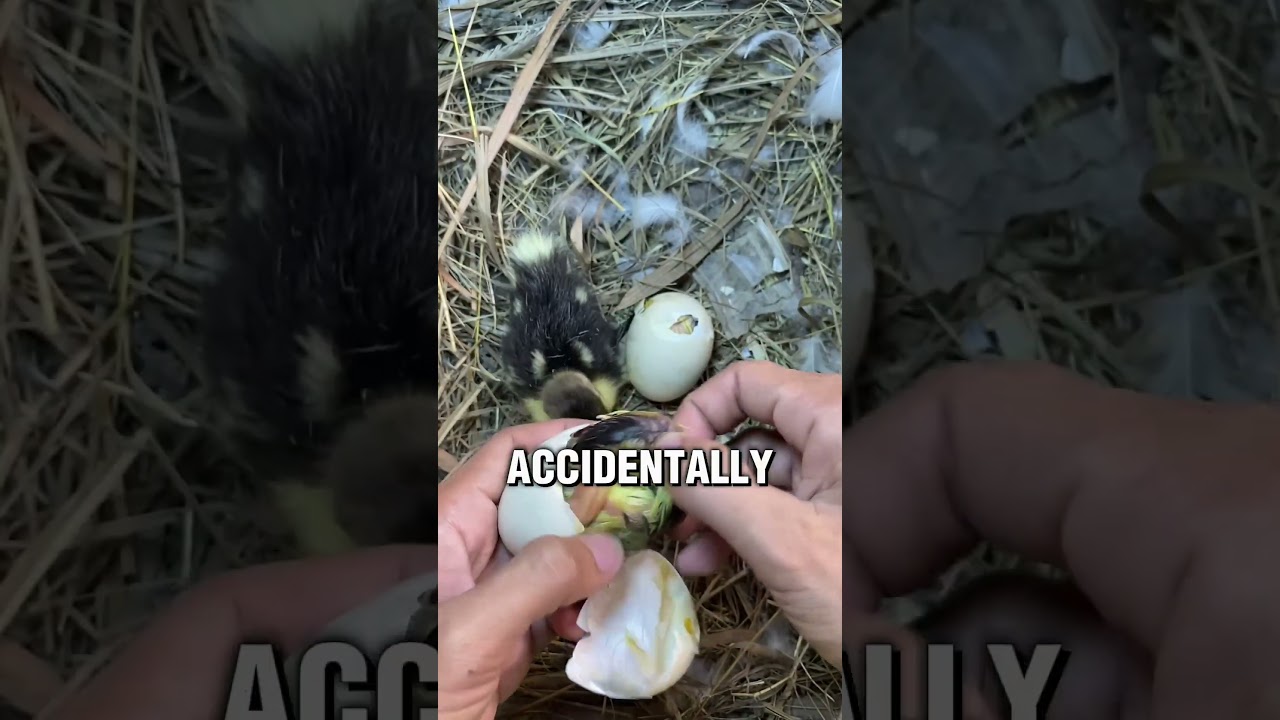 The mother duck's tough day 🥺