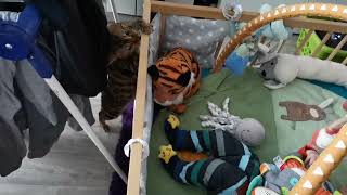 Bengalkatze und Baby beschäftigt by Phestina 164 views 4 months ago 1 minute, 41 seconds