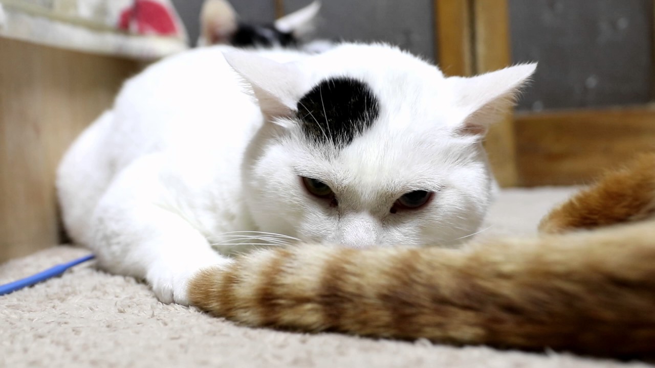 しっぽぱたぱたされるみみ Youtube