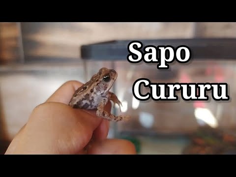 Vídeo: O Que Os Sapos Comem? - O Que Alimentar Para Sapos