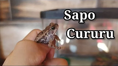 O que fazer para matar um sapo?