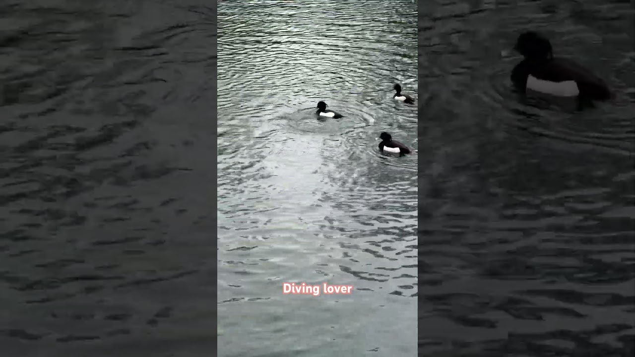 Tufted ducks 