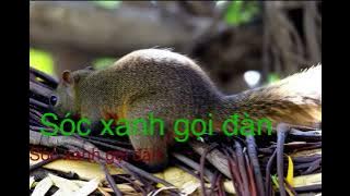 Tiếng sóc bông