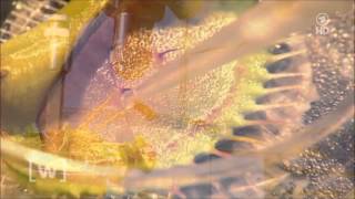 The Venus Flytrap Dionaea muscipula Counts Prey-Induced Action Potentials to Induce Sodium Uptake