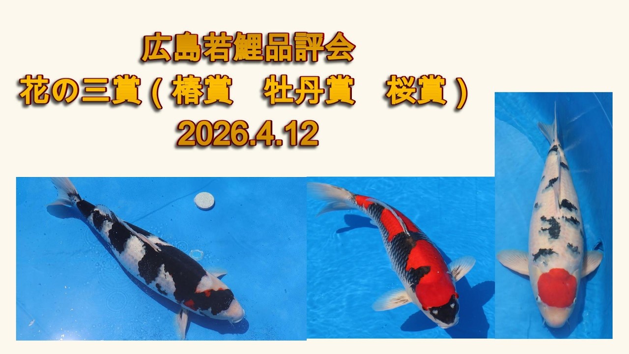 花の三賞 広島若鯉品評会 2026 4 12 - YouTube