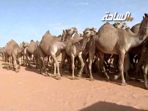 جديد الساحة 1436 هـ مزعلات مسيرة منقية عناد بن مكراد العجمي