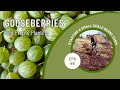 Gooseberries  bed prep  planting  food forest market gardening  permaculture berry farm