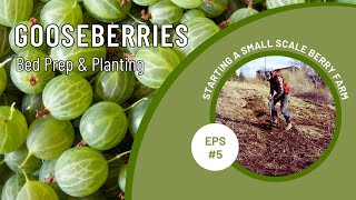 GOOSEBERRIES - BED PREP & PLANTING | FOOD FOREST MARKET GARDENING | PERMACULTURE BERRY FARM