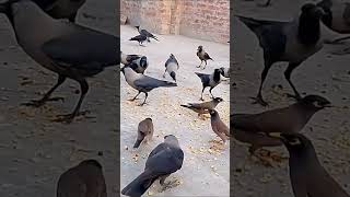 Download Lagu crows fight for food#crows #birds MP3