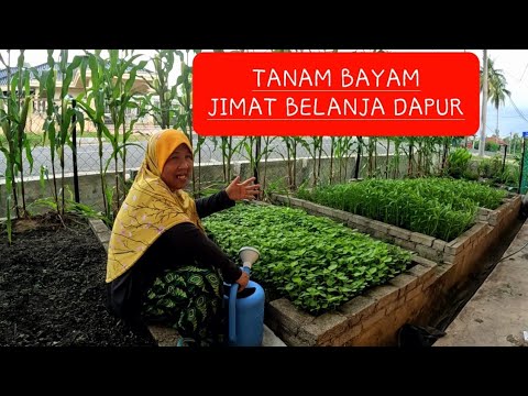 Video: Info Pokok Bayam Chaya: Petua Menanam Bayam Pokok