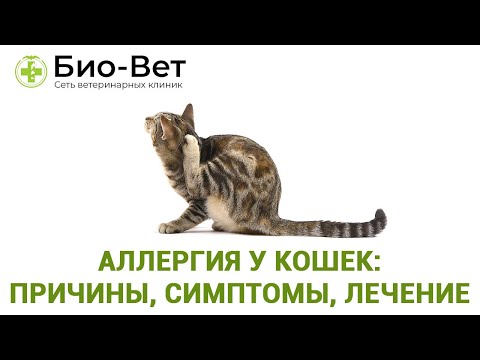 Видео: На что у кошек аллергия?