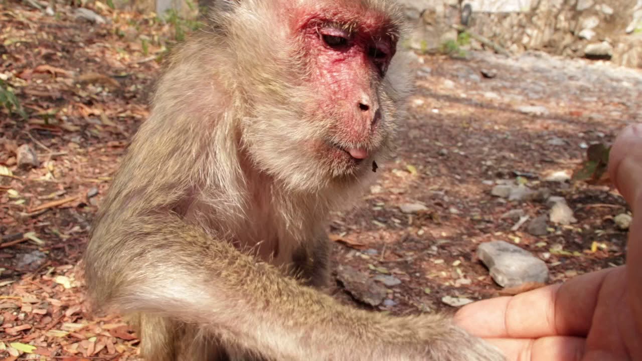 babies with teeth Good Day! Cameraman Given Some Food For Abigail, Babies And Other Monkeys In Group Heidi