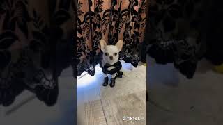 Komik Kopek Yeni Tik Tok Vidyosu