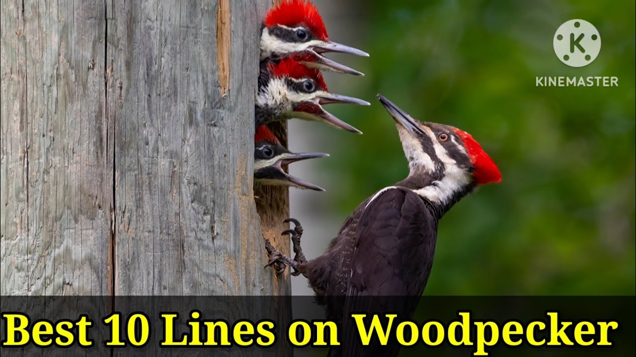 Дятел/10 строк о дятле/Эссе о дятле на английском языке/Несколько строк о дятле/