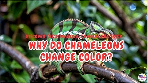 Why Do Chameleons Change Color? | Amazing Chameleon Secrets | Fun Animal Facts for Kids