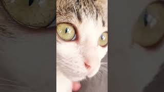 CAT WITH A SNAKE EYE #shorts #cat #animals #trendingshorts
