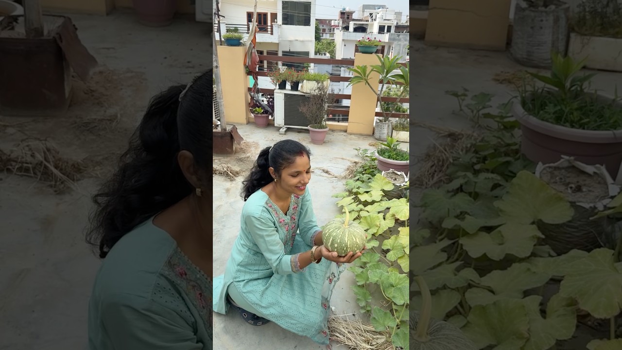 Mere garden ki sabjiyan #terracegarden #garden #terracegardenindia #vegetables #plantsofindia