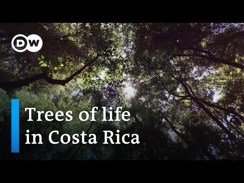 Costa Rica: Trees counter water scarcity | Global Ideas - Costa Rica: Trees counter water scarcity | Global Ideas