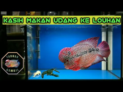 Manfaat Udang Untuk Ikan Louhan Siap Giveaway Burayak Louhan X Parrot Manfaat Udang Untuk Ikan Louhan Siap Giveaway Burayak Louhan X Parrot