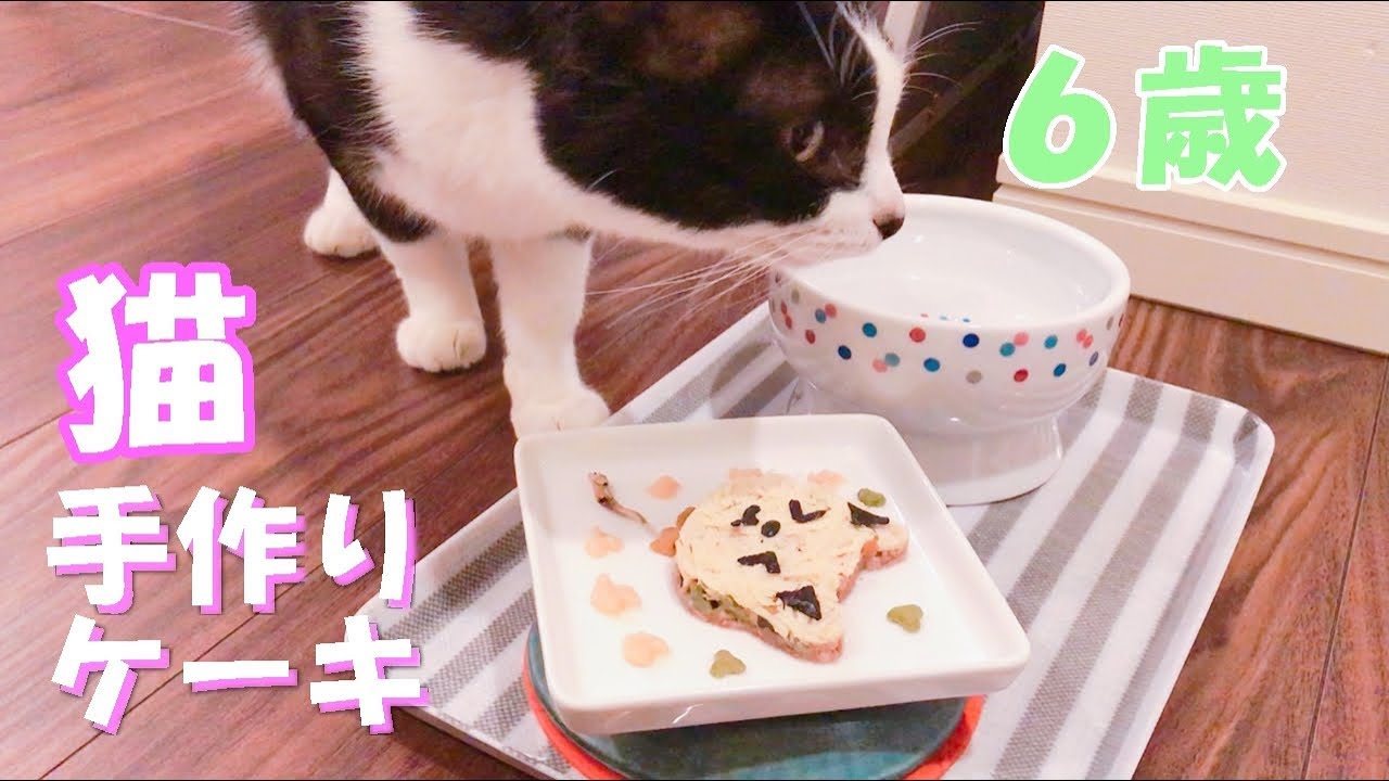 猫の誕生日を手作りケーキでお祝いしました うちの子1年記念日 Youtube