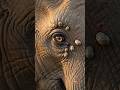 Tiny Bird Removes Giant Ticks from an Elephant's Eye | Amazing Wildlife Documentary in 4K