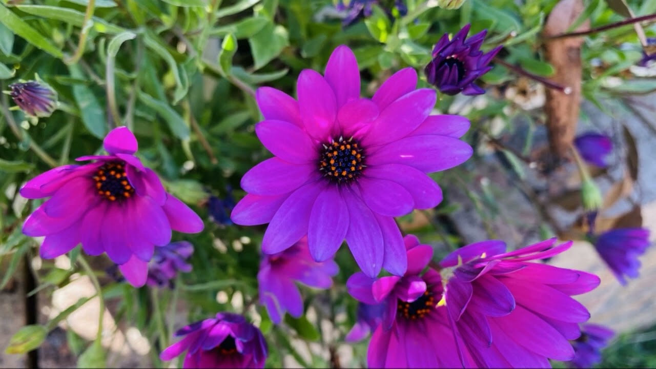 Beautiful Nature, Amazing Flowers and Bird Creeping in Natural Condition, Natural Piece 2