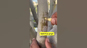من برعم صغير لشجرة كبيرة السر في التركيب تركيب الرقعة Garden Grafting حديقة زراعة التين 