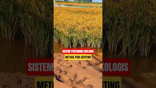Metode Padi-Kepiting : Sistem Pertanian Ekologis dari Tiongkok