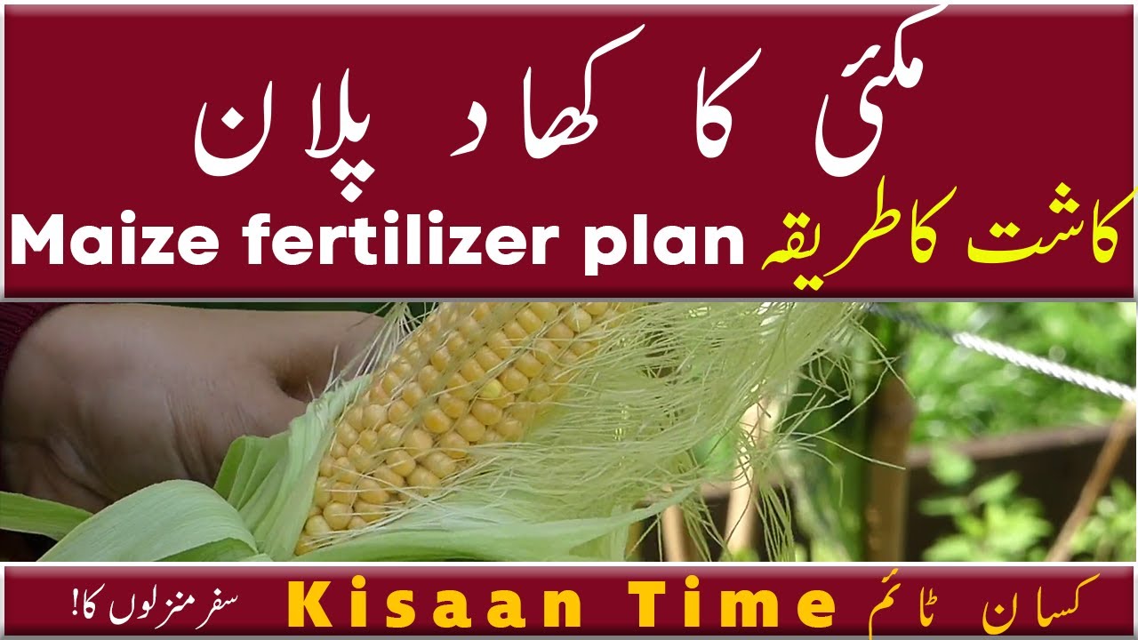 Maize cultivation and fertilizer method kisaan Time