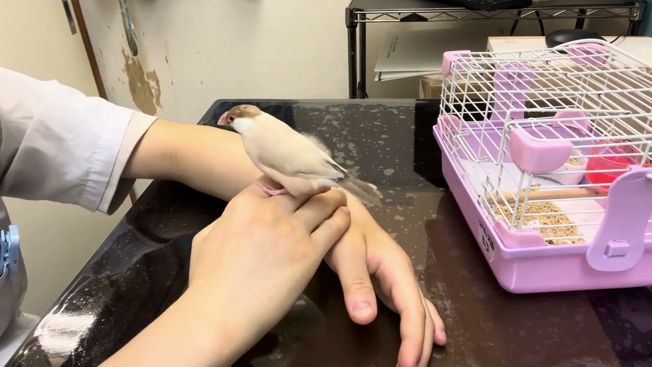 ⑶シナモン文鳥のモコちゃんの治療