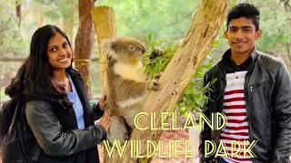 Close Encounter With Koalas & Kangaroos September 4, 2019 Cleland Wildlife Park South Australia