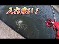あ～らよっと、落とせば釣れる！ヘチ釣り爆釣！
