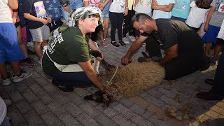 Αναβίωση εθίμων. Το κούρεμα του προβάτου και η επεξεργασία του μαλλιού (Καρπενήσι, 18.8.19)