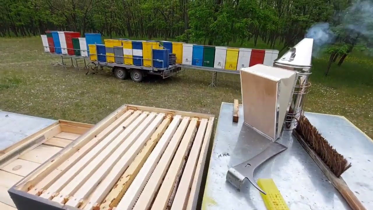 Extractie miere rapita matca Franta