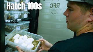 Setting Up Snake Eggs