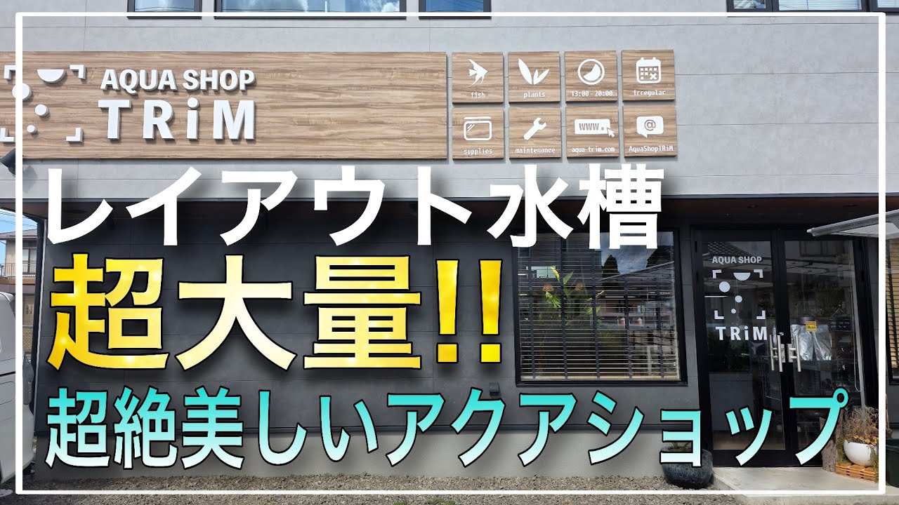 【衝撃映像】レイアウト水槽が超大量‼幅広いジャンルで全てが揃う奇跡のアクアショップトリムさん‼　aquarium　アクアリウム　テラリウム　熱帯植物　熱帯魚　水草　流木　メダカ　パルダリウム