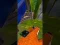 Saving poor little creature 😊🏠🆘 Collab with @Waferbarvr  #animalcompany #vr #collab