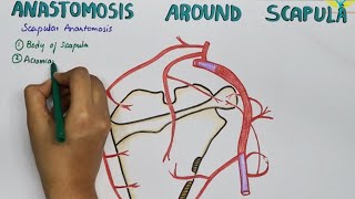Scapular Anastamosis | Anastamosis Around the Scapula