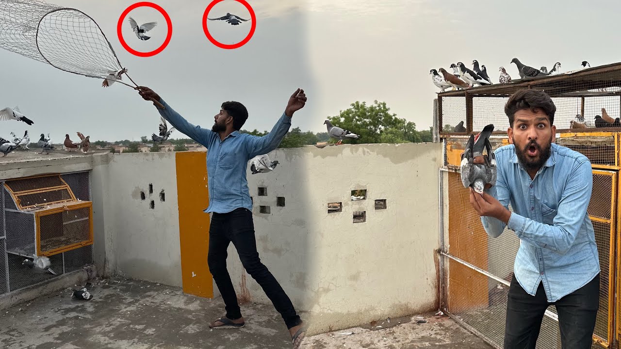 20 hazar wala kabutar paker liya or ya konsa kabootar lay aye 😳😱
