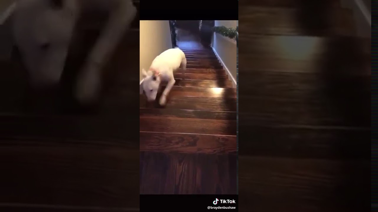 Dog Jumping Down Stairs [original video] YouTube