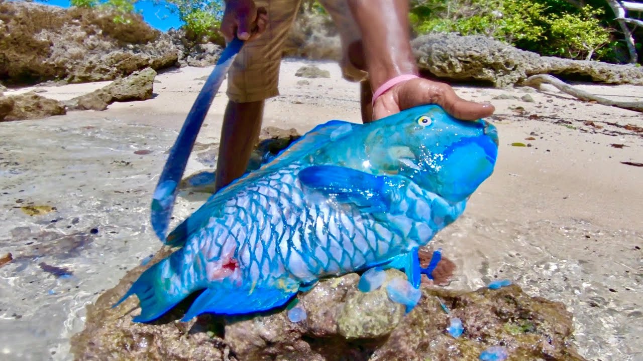 Parrotfish | Most Important Fish In The World | The Planet Voice