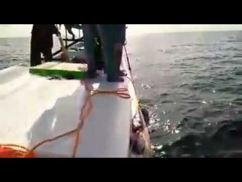 Monster Kerapu 82Kg Naik Juga Broooo ternak puyuh