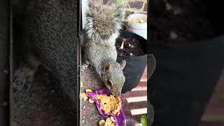 Mama squirrel devouring the peanut butter #lifeisbutadream #squirrel #peanutbutter ut butter
