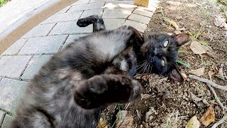 ベンチの下でお腹を丸出しにしてお昼寝するマーブル黒猫